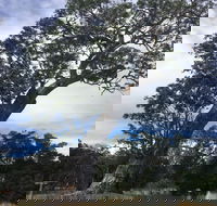 Bilston's Tree - Accommodation Cairns