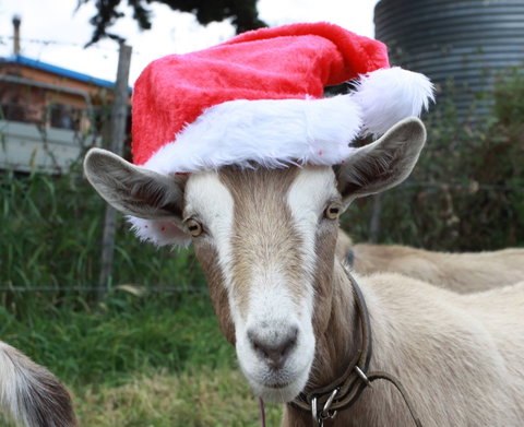 Bream Creek Farmers Market - Accommodation Cairns 0