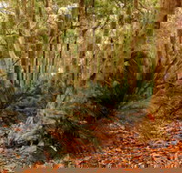 Burrawang Walking Track - Accommodation Cairns