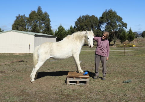 Horses Teaching Humans - Accommodation Cairns 1