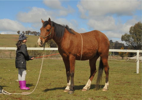 Horses Teaching Humans - Accommodation Cairns 2