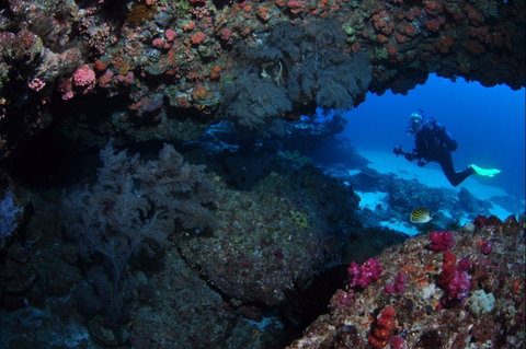 Hutchinson Shoal Dive Site - Accommodation Cairns 0