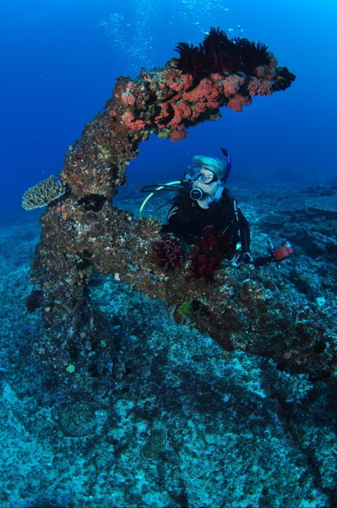 Hutchinson Shoal Dive Site - Accommodation Cairns 1