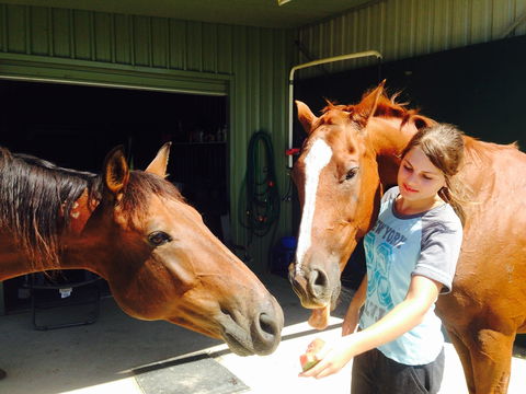 Iris Lodge Alpacas - Accommodation Cairns 0