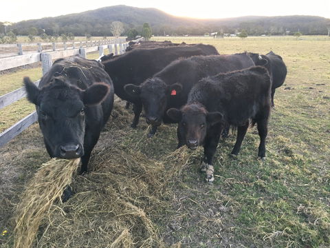 Iris Lodge Alpacas - Accommodation Cairns 1