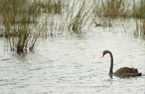 Little Llangothlin Picnic Area - Accommodation Cairns 0