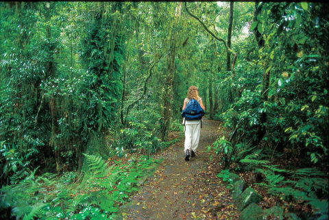 Mount Cougal, Springbrook National Park - Accommodation Cairns 0