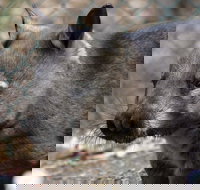 Peel Zoo - Accommodation Cairns