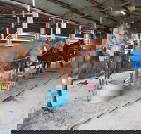 The Equine Club - Accommodation Cairns