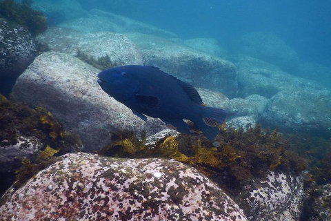 Small-Group Underwater Scooter Experience In Clovelly - Accommodation Cairns 4