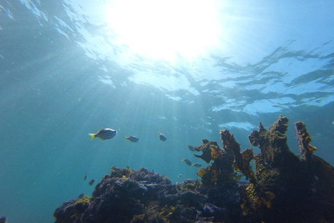 Small-Group Underwater Scooter Experience In Clovelly - Accommodation Cairns 1