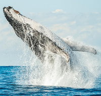 Premier Whale Watching Byron Bay - Accommodation Cairns