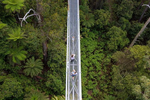Illawarra Fly Treetop Adventures Treetop Walk Admission Ticket - Accommodation Cairns 4