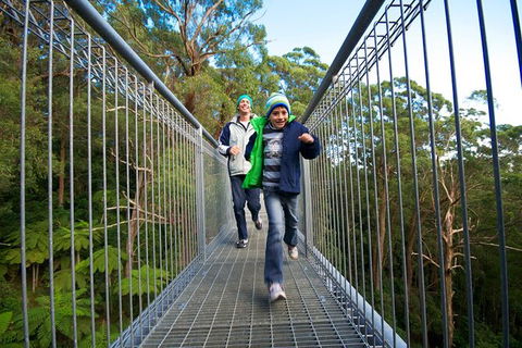 Illawarra Fly Treetop Adventures Treetop Walk Admission Ticket - Accommodation Cairns 7