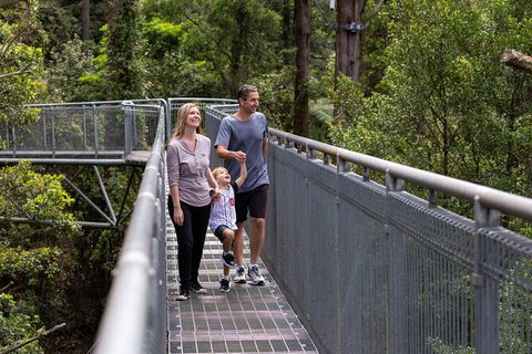Illawarra Fly Treetop Adventures Treetop Walk Admission Ticket - Accommodation Cairns 1