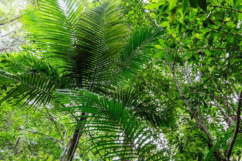 Guided E Bike Tour - Hells Hole Pools & Rainforest - Accommodation Cairns 5