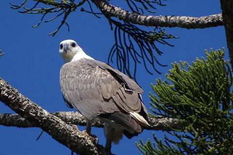 Byron Bay Rainforest Eco-Cruise - Accommodation Cairns 2