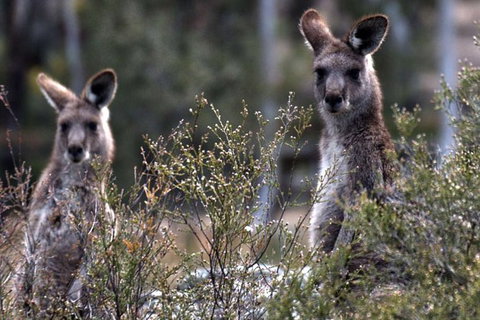 From The Mountains To The Bay - 4 Day Rediscovery Small Group Tour - Accommodation Cairns 11
