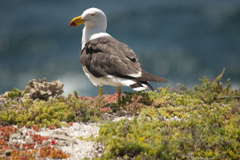 From The Mountains To The Bay - 4 Day Rediscovery Small Group Tour - Accommodation Cairns 5