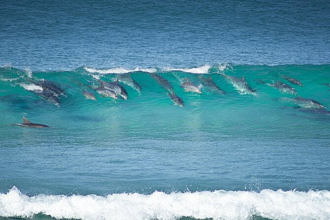 Tea Gardens And Hawks Nest Beach Bus Guided Tour - Accommodation Cairns 13