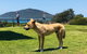 Tea Gardens And Hawks Nest Beach Bus Guided Tour - thumb 5