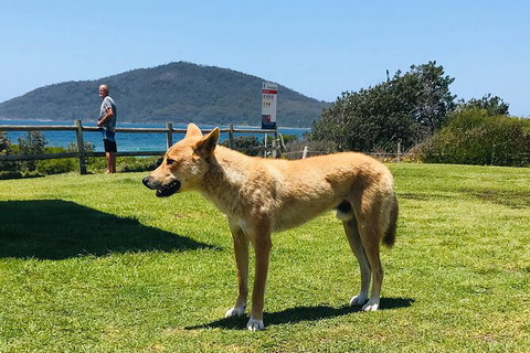 Tea Gardens And Hawks Nest Beach Bus Guided Tour - Accommodation Cairns 5