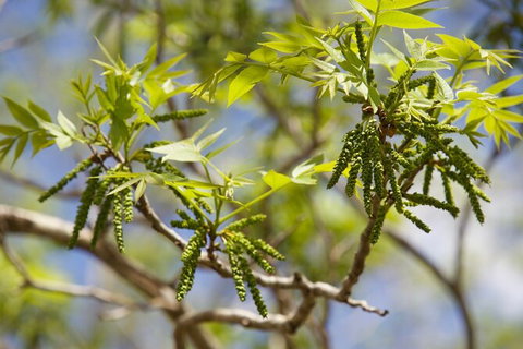 Pecan Farm Tour And Workshop, Byron Bay Hinterland - Accommodation Cairns 2