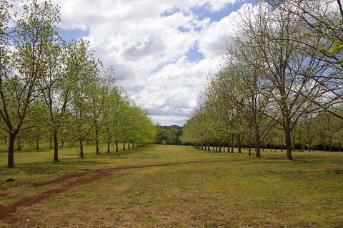 Pecan Farm Tour And Workshop, Byron Bay Hinterland - Accommodation Cairns 6