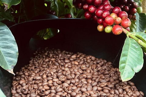 Coffee Farm Tour And Workshop, Byron Bay Hinterland - Accommodation Cairns 1