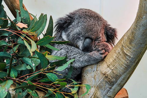 Blue Mountains Highlights & Wildlife Park - Accommodation Cairns 1