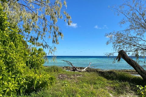 Lady Musgrave Day Trip From Bundaberg Including Snorkeling, Glass Bottom Tour And Guided Island Walk - Accommodation Cairns 6