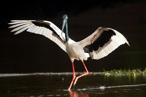 Daintree River - Private Photography Cruise - Accommodation Cairns 0