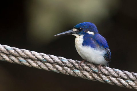 Daintree River - Private Photography Cruise - Accommodation Cairns 1