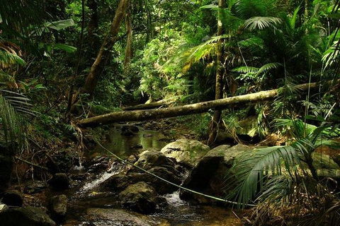 Daintree Discovery Centre Family Pass Ticket - Accommodation Cairns 5