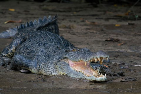 Daintree Afternoon Nocturnal Nature And Wildlife Tour - Accommodation Cairns 4
