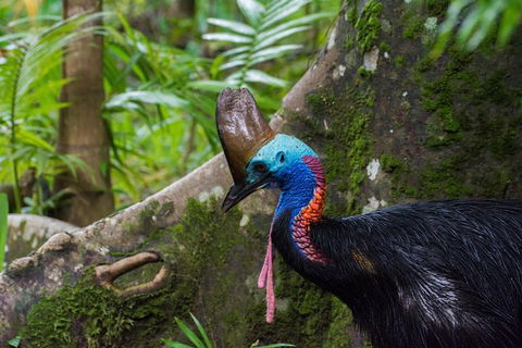 Daintree Afternoon Nocturnal Nature And Wildlife Tour - Accommodation Cairns 0