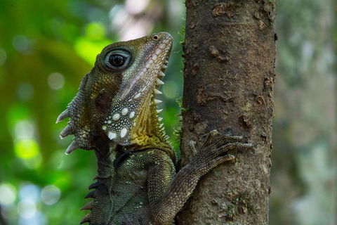 Daintree Afternoon Nocturnal Nature And Wildlife Tour - Accommodation Cairns 1