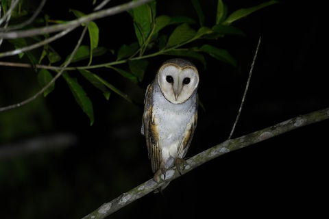 Daintree Afternoon Nocturnal Nature And Wildlife Tour - Accommodation Cairns 10