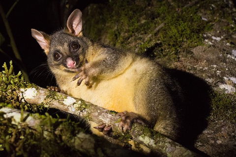 Daintree Afternoon Nocturnal Nature And Wildlife Tour - Accommodation Cairns 7