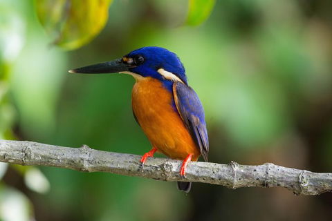Daintree Afternoon Nocturnal Nature And Wildlife Tour - Accommodation Cairns 2