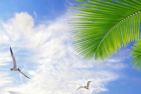 Airport Transfer - Mission Beach To Cairns Airport - Accommodation Cairns 4