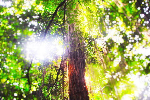 Airport Transfer - Mission Beach To Cairns Airport - Accommodation Cairns 1