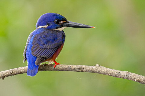 Daintree River Sunset Cruise - Accommodation Cairns 7