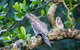 Daintree River Sunset Cruise - thumb 4