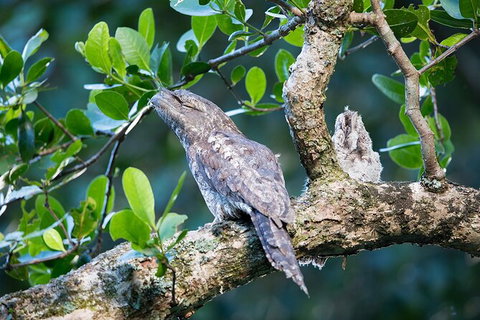 Daintree River Sunset Cruise - Accommodation Cairns 4
