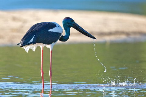 Daintree River Sunset Cruise - Accommodation Cairns 8