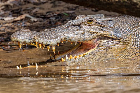 Daintree River Sunset Cruise - Accommodation Cairns 6
