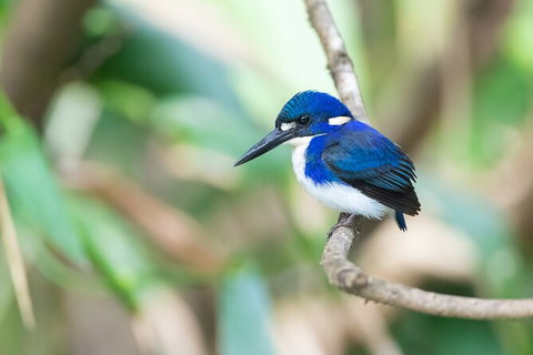 Daintree River Sunset Cruise - Accommodation Cairns 10