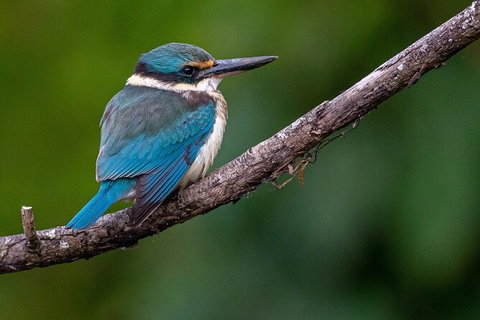 Daintree River Sunset Cruise - Accommodation Cairns 5