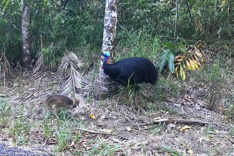 Daintree Luxury Limousine Tour - Full Day - Accommodation Cairns 8